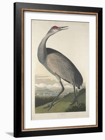 Hooping Crane, 1835-John James Audubon-Framed Giclee Print