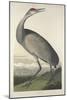 Hooping Crane, 1835-John James Audubon-Mounted Giclee Print