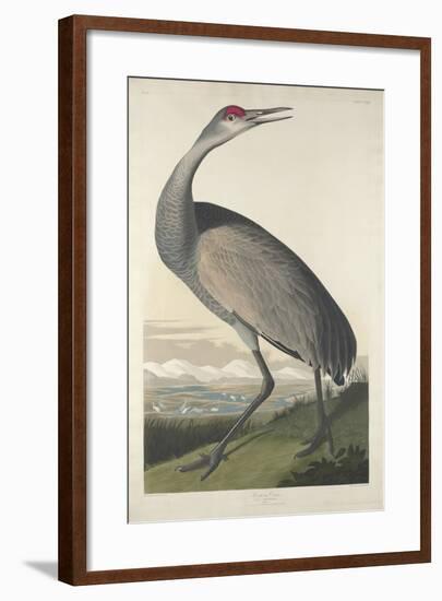 Hooping Crane, 1835-John James Audubon-Framed Giclee Print