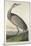 Hooping Crane, 1835-John James Audubon-Mounted Giclee Print