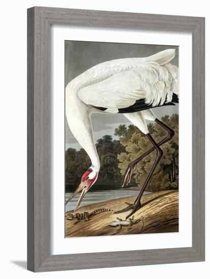 Hooping Crane, Grus Americana, from the Birds of America by John J. Audubon, Pub. 1827-38 (Hand Col-John James Audubon-Framed Giclee Print