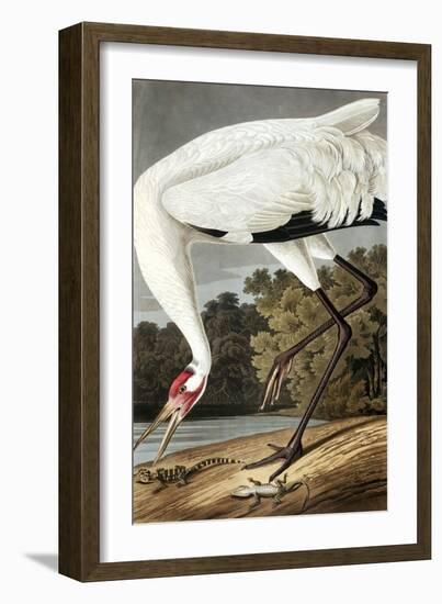 Hooping Crane, Grus Americana, from the Birds of America by John J. Audubon, Pub. 1827-38 (Hand Col-John James Audubon-Framed Giclee Print