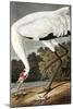 Hooping Crane, Grus Americana, from the Birds of America by John J. Audubon, Pub. 1827-38 (Hand Col-John James Audubon-Mounted Giclee Print