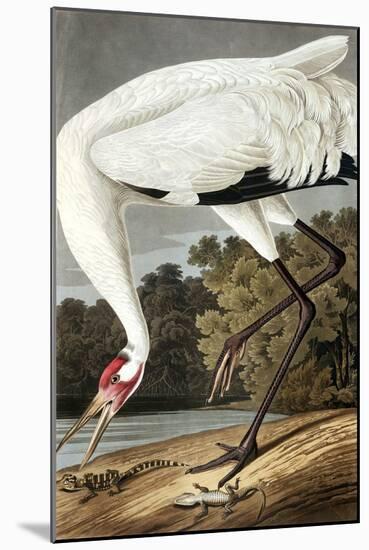 Hooping Crane, Grus Americana, from the Birds of America by John J. Audubon, Pub. 1827-38 (Hand Col-John James Audubon-Mounted Giclee Print