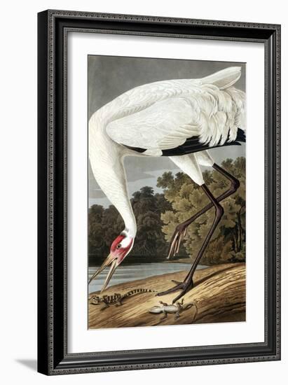 Hooping Crane, Grus Americana, from the Birds of America by John J. Audubon, Pub. 1827-38 (Hand Col-John James Audubon-Framed Giclee Print