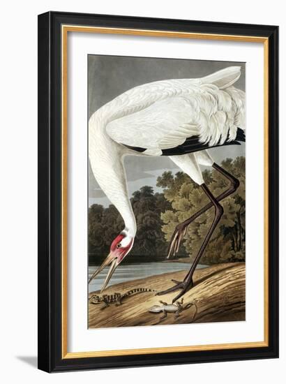 Hooping Crane, Grus Americana, from the Birds of America by John J. Audubon, Pub. 1827-38 (Hand Col-John James Audubon-Framed Giclee Print