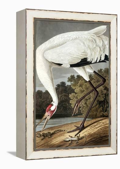 Hooping Crane, Grus Americana, from the Birds of America by John J. Audubon, Pub. 1827-38 (Hand Col-John James Audubon-Framed Premier Image Canvas