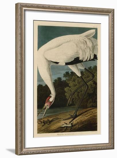 Hooping Crane-John James Audubon-Framed Giclee Print