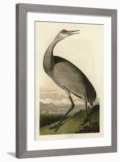 Hooping Crane-John James Audubon-Framed Art Print