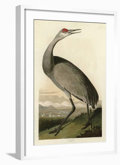 Hooping Crane-John James Audubon-Framed Art Print