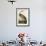 Hooping Crane-John James Audubon-Framed Art Print displayed on a wall