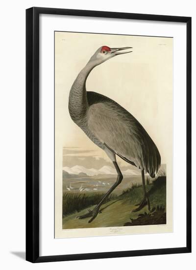 Hooping Crane-John James Audubon-Framed Art Print