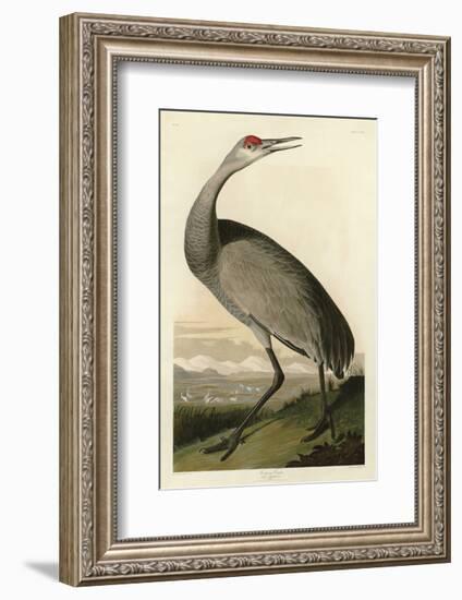 Hooping Crane-John James Audubon-Framed Art Print