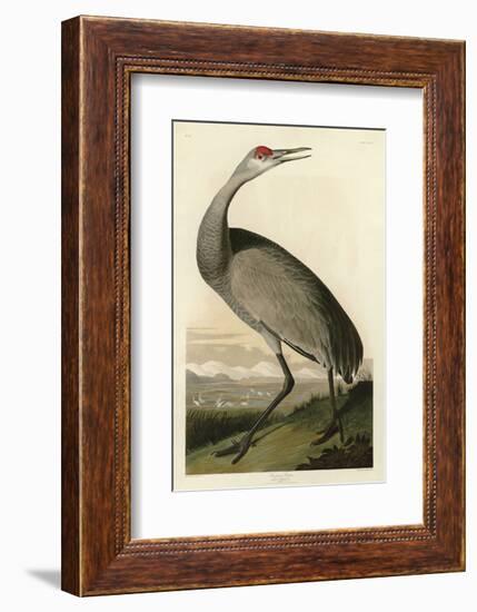 Hooping Crane-John James Audubon-Framed Art Print