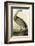 Hooping Crane-John James Audubon-Framed Art Print