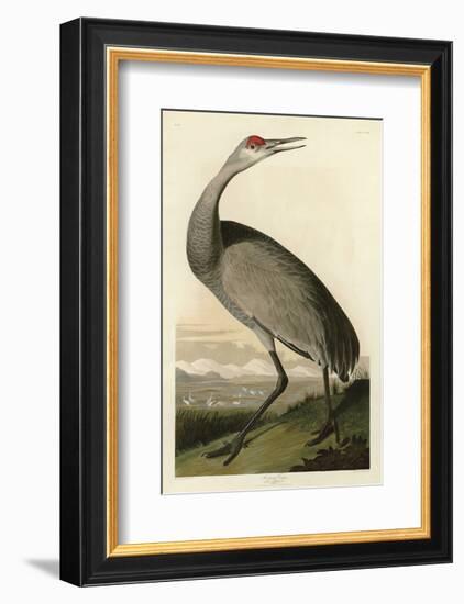 Hooping Crane-John James Audubon-Framed Art Print