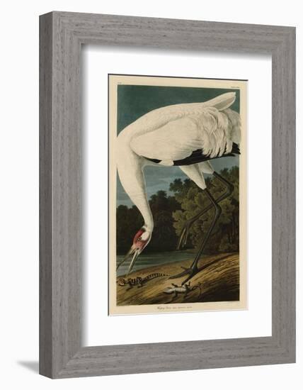 Hooping Crane-John James Audubon-Framed Art Print