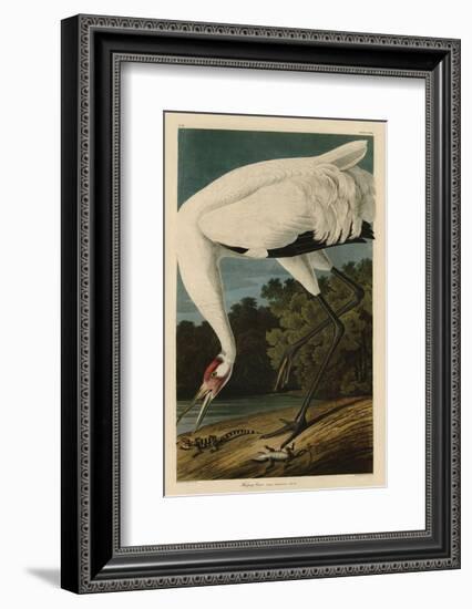 Hooping Crane-John James Audubon-Framed Art Print