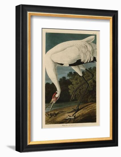 Hooping Crane-John James Audubon-Framed Art Print