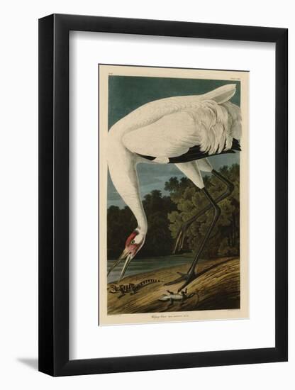 Hooping Crane-John James Audubon-Framed Art Print