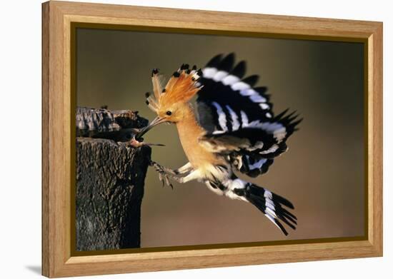 Hoopoe Bird Feeding Young in Flight-null-Framed Premier Image Canvas