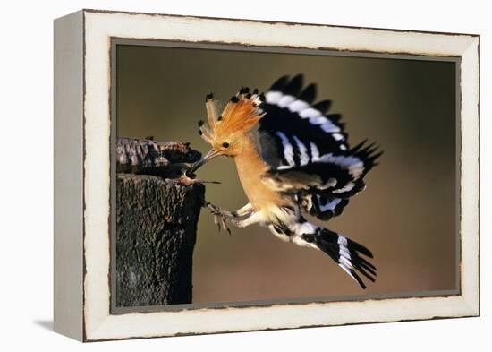 Hoopoe Bird Feeding Young in Flight-null-Framed Premier Image Canvas