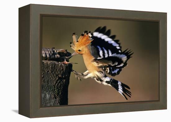 Hoopoe Bird Feeding Young in Flight-null-Framed Premier Image Canvas