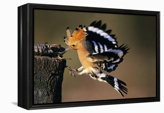 Hoopoe Bird Feeding Young in Flight-null-Framed Premier Image Canvas