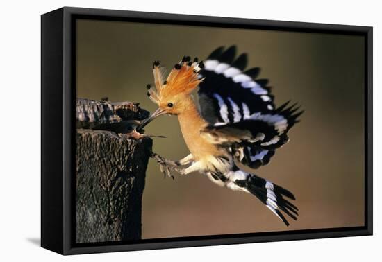 Hoopoe Bird Feeding Young in Flight-null-Framed Premier Image Canvas