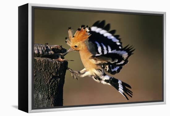 Hoopoe Bird Feeding Young in Flight-null-Framed Premier Image Canvas