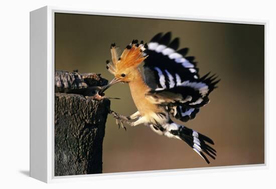 Hoopoe Bird Feeding Young in Flight-null-Framed Premier Image Canvas