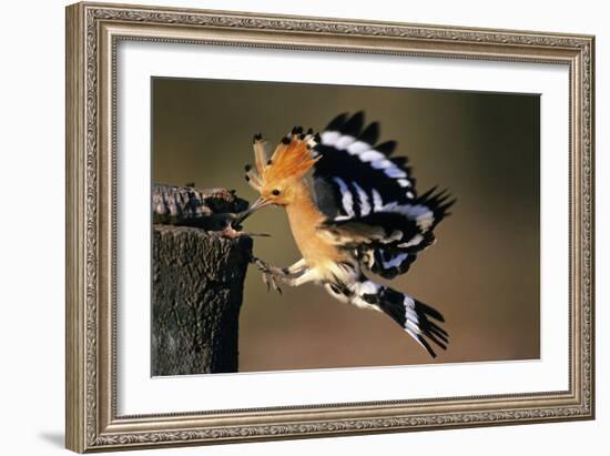 Hoopoe Bird Feeding Young in Flight-null-Framed Photographic Print