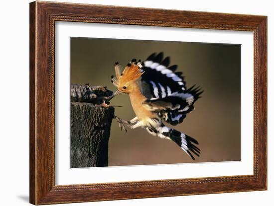 Hoopoe Bird Feeding Young in Flight-null-Framed Photographic Print