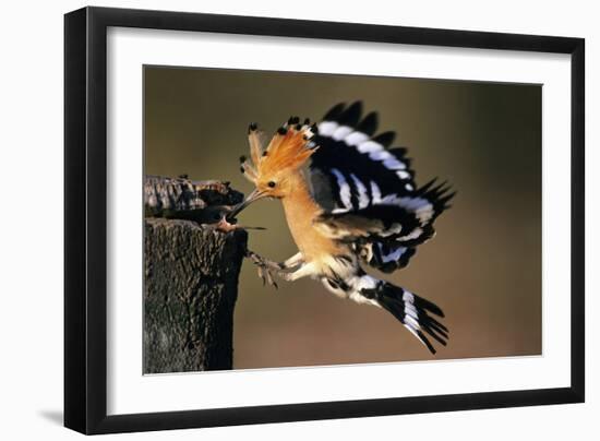 Hoopoe Bird Feeding Young in Flight-null-Framed Photographic Print
