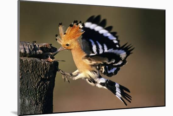 Hoopoe Bird Feeding Young in Flight-null-Mounted Photographic Print