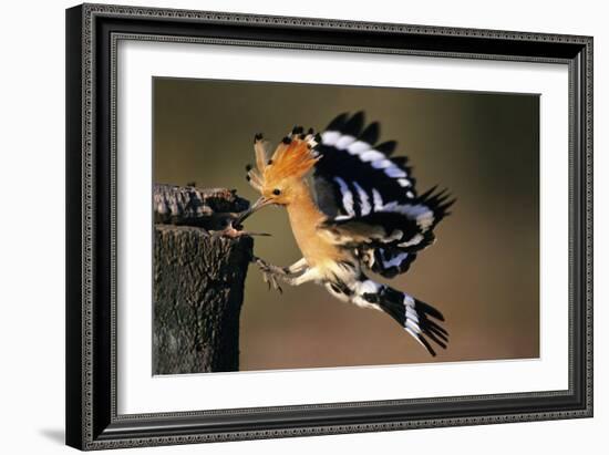 Hoopoe Bird Feeding Young in Flight-null-Framed Photographic Print