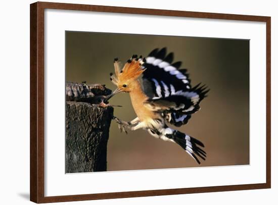 Hoopoe Bird Feeding Young in Flight-null-Framed Photographic Print