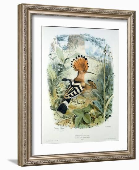 Hoopoe (Upupa Epops) (Colour Litho)-Edouard Travies-Framed Giclee Print