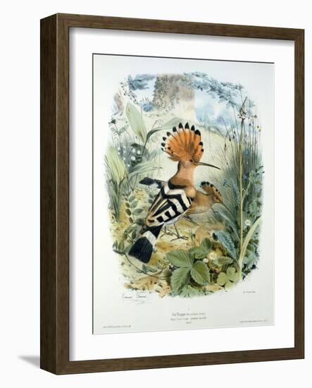 Hoopoe (Upupa Epops) (Colour Litho)-Edouard Travies-Framed Giclee Print