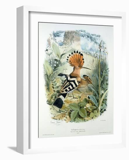 Hoopoe (Upupa Epops) (Colour Litho)-Edouard Travies-Framed Giclee Print