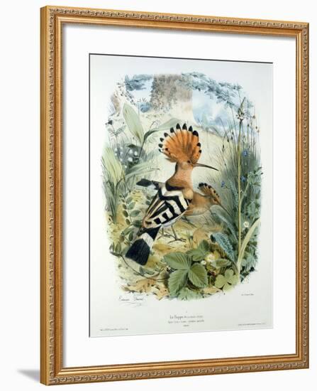 Hoopoe (Upupa Epops) (Colour Litho)-Edouard Travies-Framed Giclee Print