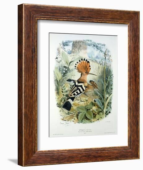 Hoopoe (Upupa Epops) (Colour Litho)-Edouard Travies-Framed Giclee Print