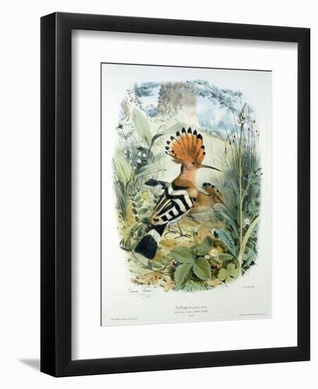 Hoopoe (Upupa Epops) (Colour Litho)-Edouard Travies-Framed Giclee Print