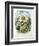 Hoopoe (Upupa Epops) (Colour Litho)-Edouard Travies-Framed Giclee Print