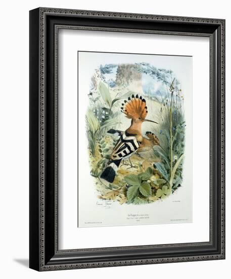 Hoopoe (Upupa Epops) (Colour Litho)-Edouard Travies-Framed Giclee Print