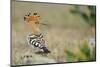 Hoopoe (Upupa Epops) La Serena, Extremadura, Spain, April 2009-Widstrand-Mounted Photographic Print