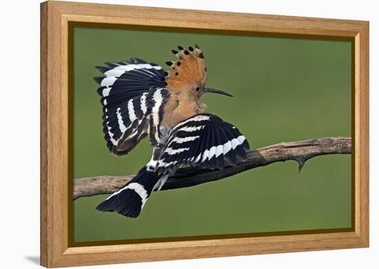 Hoopoe (Upupa Epops) Landing on Branch, Hortobagy Np, Hungary-Varesvuo-Framed Premier Image Canvas