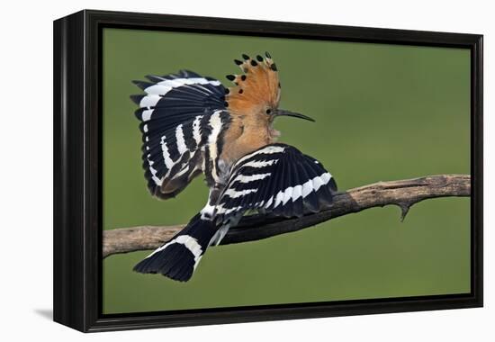 Hoopoe (Upupa Epops) Landing on Branch, Hortobagy Np, Hungary-Varesvuo-Framed Premier Image Canvas