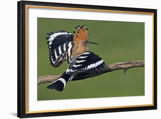 Hoopoe (Upupa Epops) Landing on Branch, Hortobagy Np, Hungary-Varesvuo-Framed Photographic Print