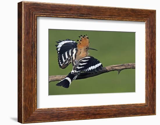 Hoopoe (Upupa Epops) Landing on Branch, Hortobagy Np, Hungary-Varesvuo-Framed Photographic Print